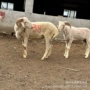 山东小尾寒孕羊