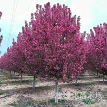 ���Ę����������Ĵ��z���ı������Ļ���ͥԺ�e�����Ե����^�p����