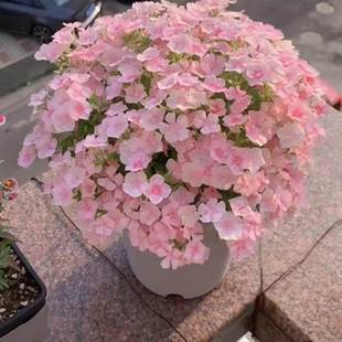 Phlox Flower Seeds Are Sown and Bloomed in All Seasons to Feed Indoor and Outdoor Balcony Flower Pots with Edible Seeds
