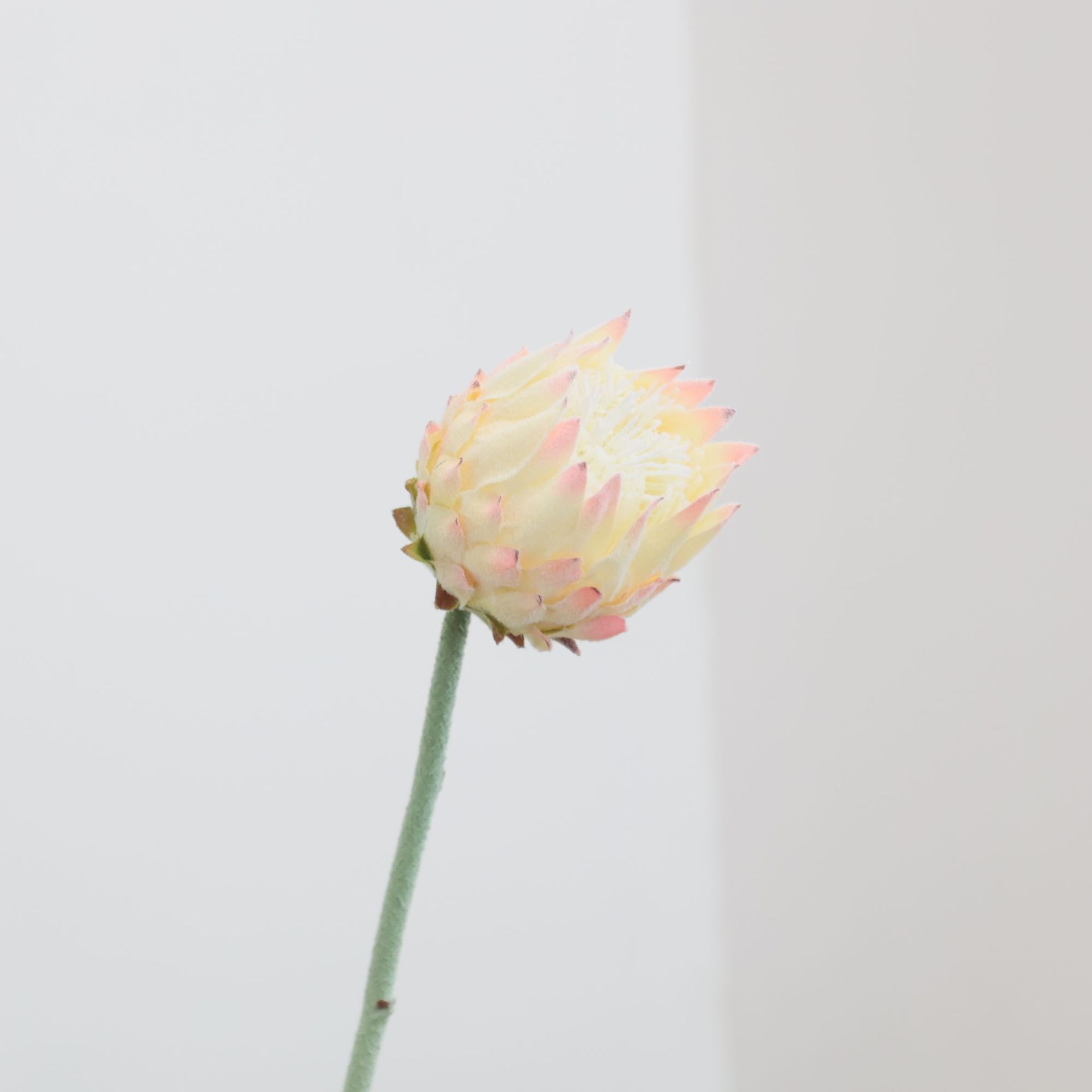 北欧单支帝王花仿真花家居婚庆酒店橱窗装饰花植绒北欧蓟假花跨境详情17