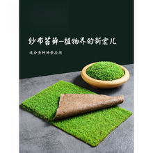 鲜活苔藓微景观盆景蒲面青苔纱布短绒小灰苔藓庭院草皮雨林垒德株