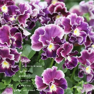Little Rabbit Big Flower Ruffled Pansy Dress Flower Seedlings Potted Florals Cold-Resistant Balcony Garden Garden Plant Ground Planting