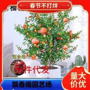һ�����lʯ�����ʯ������ͥԺ�Ϙ�����ֲ�ﻨ�ܾGֲ�ļ��_����