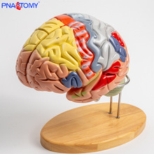 两倍放大可拆大脑解剖模型 医学心理学教学 可拆大脑小脑脑干教具