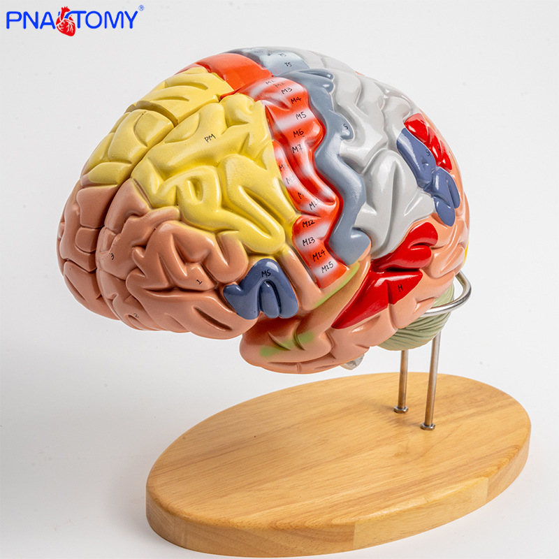 两倍放大可拆大脑解剖模型 医学心理学教学 可拆大脑小脑脑干教具