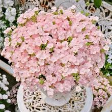 ���������N�ļ����N����ֲ���҃Ȼ����Բݻ����̨�׳ɻ�N����