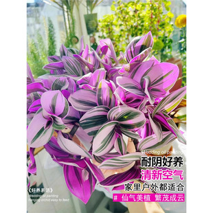 �ͮ���Y���m������֬녶���ֲ���k���҃Ȼ�������ˮ��Gֲ�����o