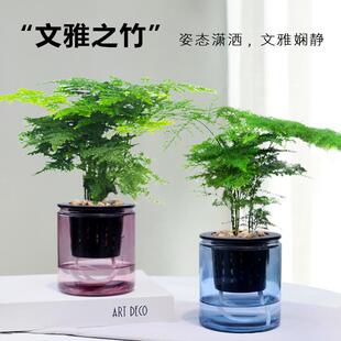 Asparagus Potted Hydroponic Plants Indoor Air Purification Small Green Plants Office Evergreen Easy to Grow Green Plants All Year Round