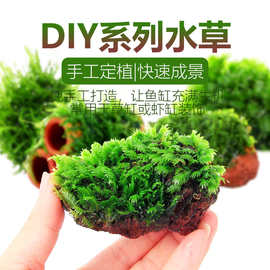 鱼缸造景水草系列入缸成景火山石紫柚沉木定植莫斯绿藻moss真水草