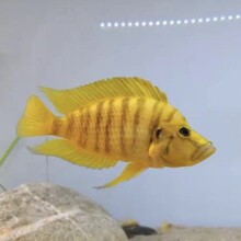 金头虎鱼贝壳虎黑喷虎非洲三湖慈鲷鱼黄金坦鲷卷贝观赏热带鱼活体