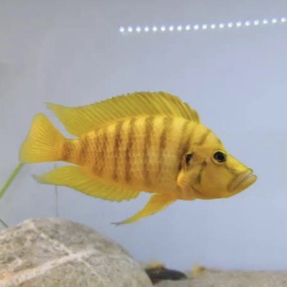 金头虎鱼贝壳虎黑喷虎非洲三湖慈鲷鱼黄金坦鲷卷贝观赏热带鱼活体