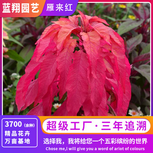 Shocking Hot Sale! Yanlai Red Seeds and Old Seeds Are Super Easy to Grow in Pots, with Bright and Ever-Changing Leaf Colors, Suitable for Indoor Use