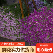 ���r�������r�����lˮ�����r�����˲��r�����l�����仨ҹ�Д[��