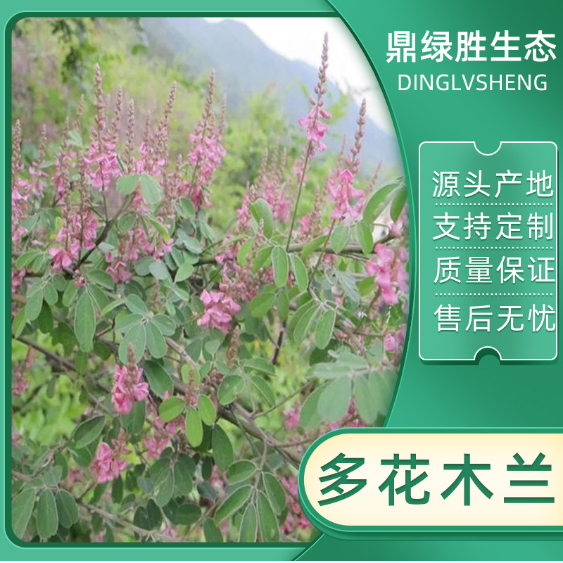多花木兰种子园艺植物种子公路护坡绿化多年生灌木种子源头产地