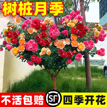 嫁接棒棒糖树桩月季花苗室外庭院四季开花植物盆栽绿植玫瑰花树苗