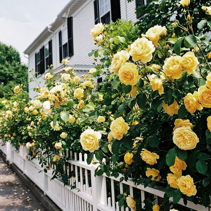 Королева Швеции/Джефф Гамильтон/Жена поэта/Остров скипетра/Шарлотта Остин Большой кустарник