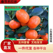 南方沃柑苗 四川沃柑苗 贵州沃柑苗 广西沃柑苗 重庆沃柑苗木批发