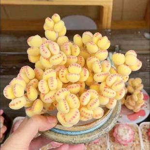 Fun Succulent Plant Potted Yunnan Xiong Tongzhi with Potted Plant, Good Study Room, Tea Room, Beautiful Novice Gift