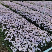 初恋风雨兰常绿小韭兰进口风雨兰葱兰袋苗批发