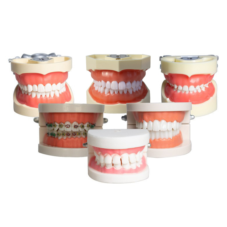 Modelo dental molde modelo dental modelo de enseñanza dental removible dentadura oral cepillado Preparación del diente modelo resina