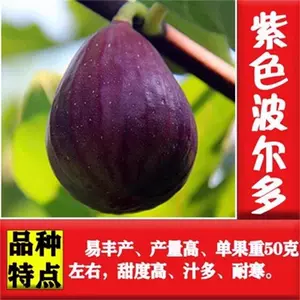 无花果树苗大果盆栽地栽波尔多红皮南北方四季耐寒庭院种植果树苗
