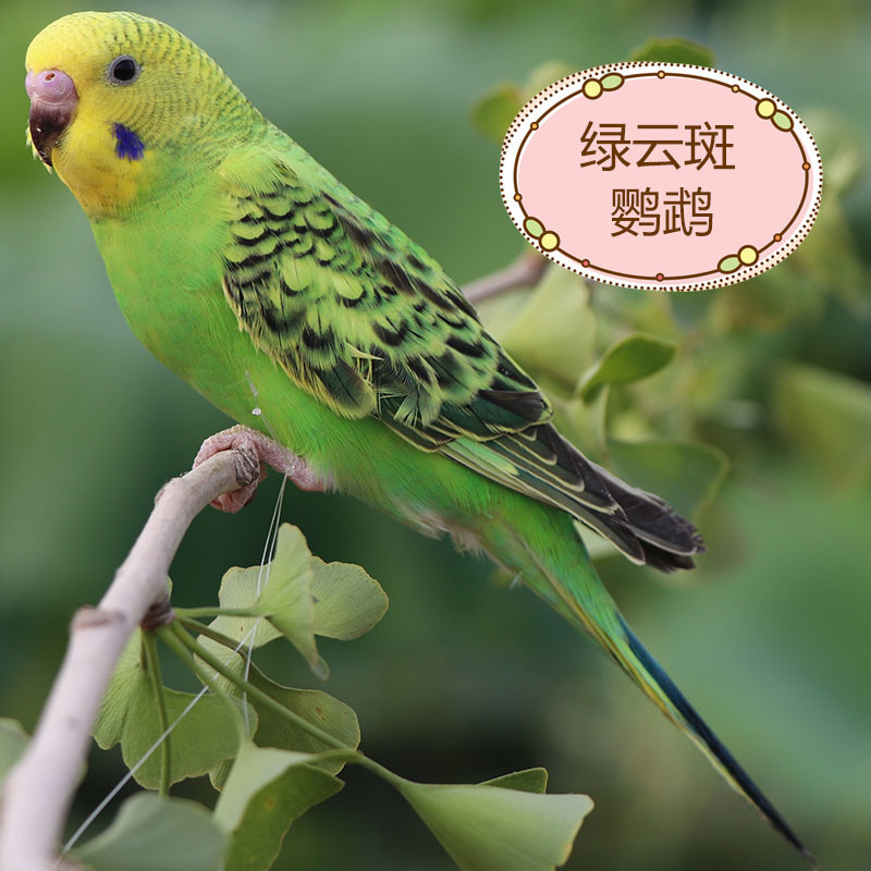 녹색 구름 반점(Bao Xuehua)이 시작 방법을 가르쳐 줄 수 있습니다.