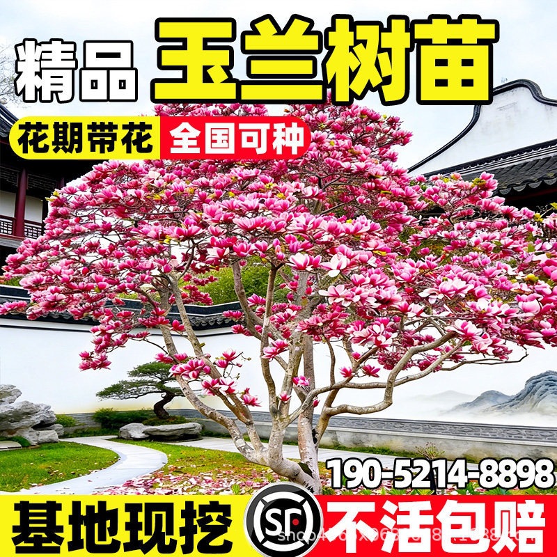 玉兰树苗带花苞红白紫广玉兰室外庭院耐寒四季花卉绿化盆栽植物