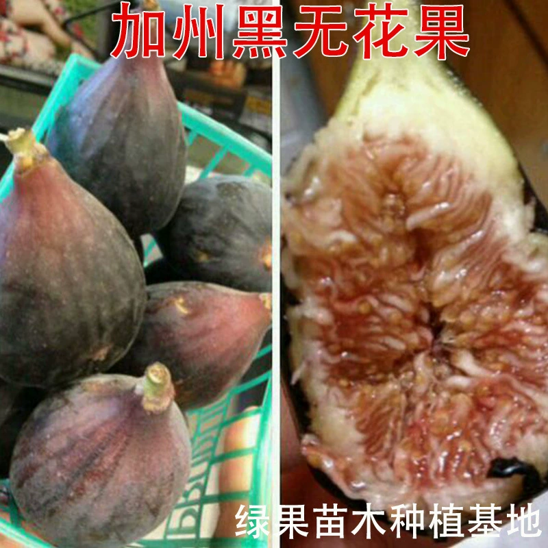 Калифорнийские черные инжирные рассады в горшках для посадки на земле, черные инжирные рассады для сада, фруктовые рассады