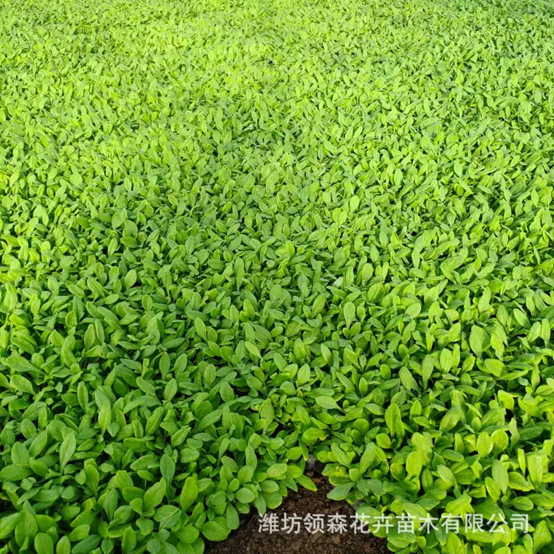 矮牵牛 四季室外好养易活易爆盆阳台庭院花卉小苗 矮牵牛花花苗