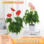盆栽仿真植物绿色马蹄莲