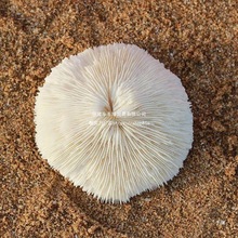 圆形0菊花道具装饰品摆件消磁海水晶白珊瑚天然鱼缸造景贝壳