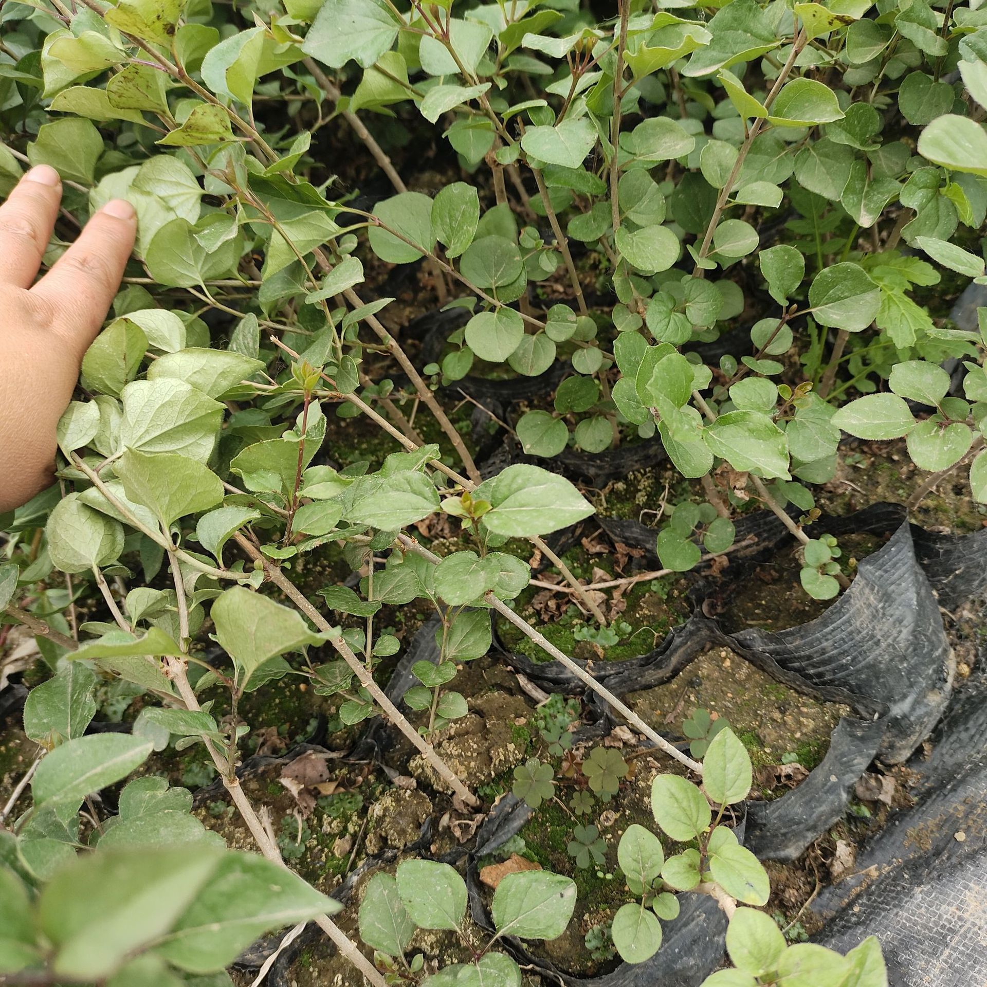 营养杯四季丁香1