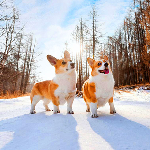 ���l���N�»�Ȯ��Ȯ���w�pɫ��ɫ�ڰ׿»����pȮ��HȮ���ﹷ��