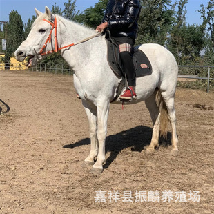 �T���R���۽����ʘ��������R ���^�^������Rƥ �͵���