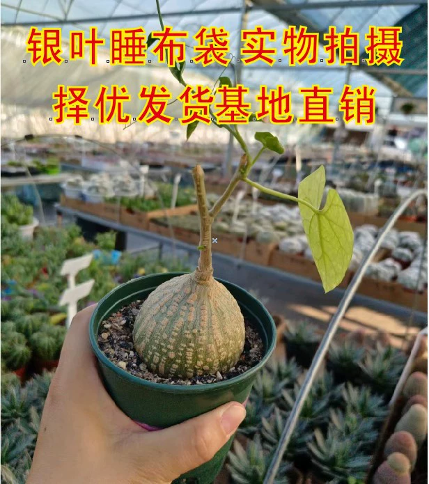 Сумка для спальной ткани с серебряным листом Корень 5-8 см луковица настоящий выстрел суккулентное растение настоящая съемочная база прямой объем продаж выгодно