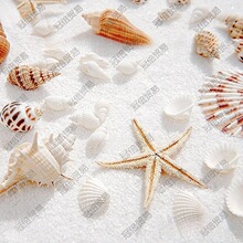 小摆件拍照道具ins拍照道具套装贝壳摄影饰品拍摄道具背景海星