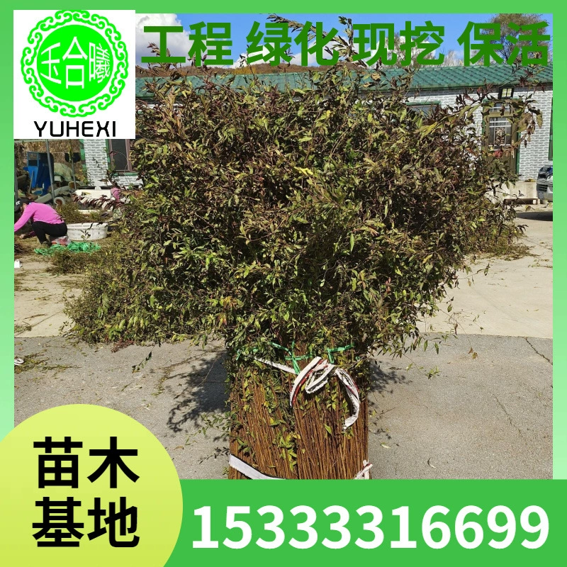 Свежие ветки снежной ивы, цветочные композиции в горшках, оптовая продажа основы для гидропонных растений через онлайн-каналы, сушеные ветви драконьей ивы, ивы