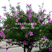 ľ�Ȼ���N�ӻ��N���ļ��N�׻������̨ͥԺ�׷N����ľ�ȷN��