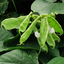 vGüNӸ߮aټܶNrҲˈ@ļ߲˷NݏSֱN