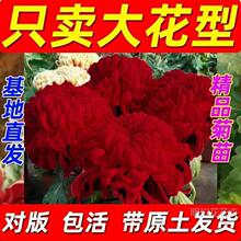 ϡ��Ʒ�N�ջ��������ͺ��ͺ����B�׻��̨ͥԺ�Gֲ���ļ��_���^��