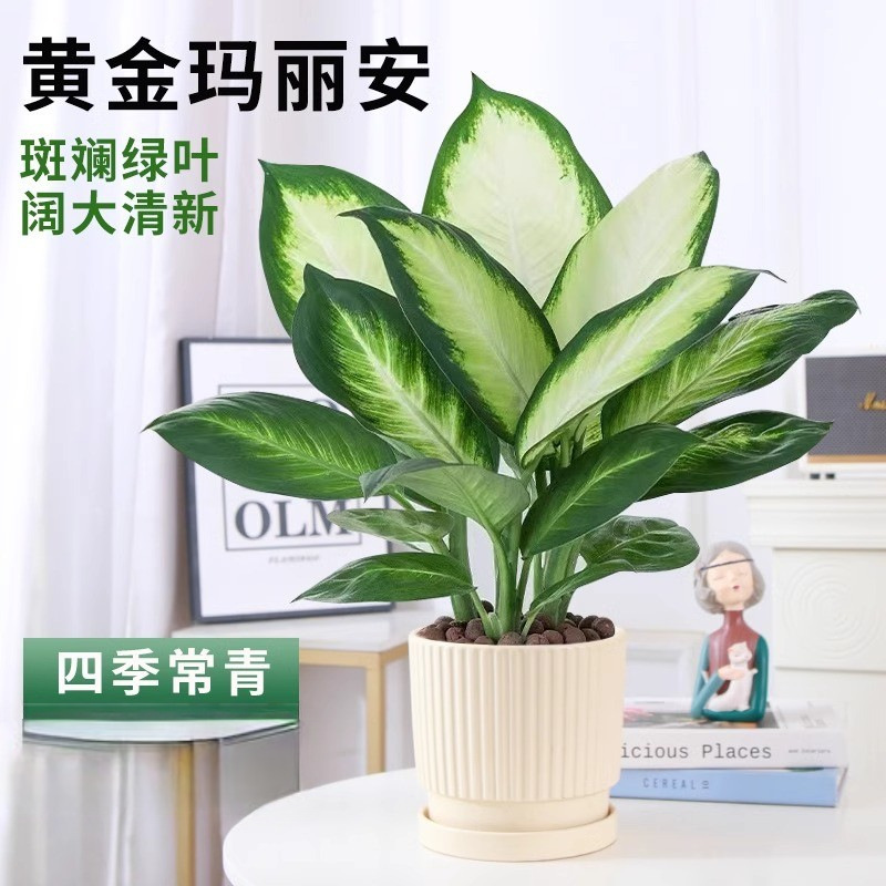 Marianne Evergreen Potted Plant, Premium Large Pot, Silver Queen Green Plant, Indoor Living Room, Evergreen All Year Round, Easy to Care for