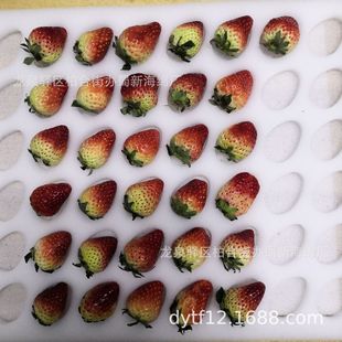 Strawberry Tray Sponge Lining/Strawberry Tray Sponge Lining/Strawberry Tray Sponge Inner Tray/Strawberry Tray Sponge Packaging