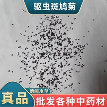 斑鸠菊中药材  驱虫斑鸠菊 蒙藏维 驱虫斑鸠菊代磨粉冷背批发代发