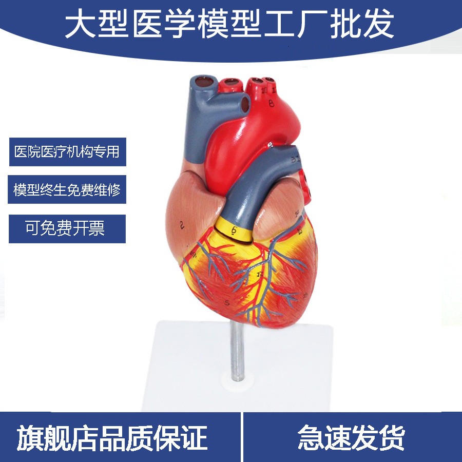 跨境批发一比一人体内脏心脏模型解剖结构医学教具医药新教学器材