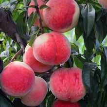 嫁接桃树苗新品种耐寒高产阳台盆栽庭院地栽明年结果南北方种植