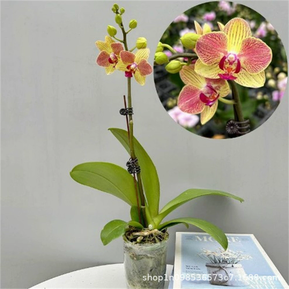 Цветочная рассада фаленопсиса Гостиная в горшке Внутренний балкон Зеленый цветок в горшке с бутоном сабельного цветка Четыре сезонных цветения