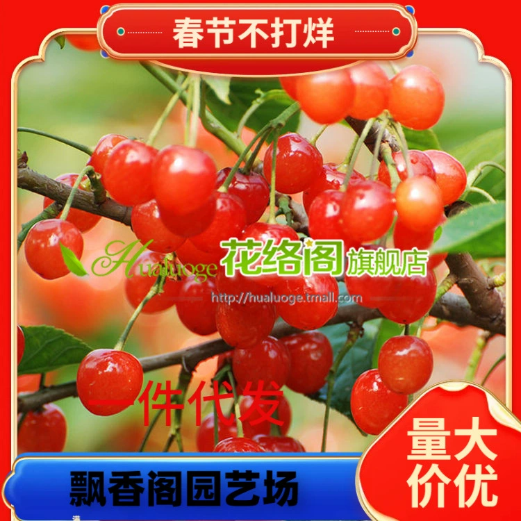 Саженцы вишни в горшках для двора, саженцы вишневых плодов, привитые саженцы, южные и северные посадки саженцев вишневых плодов