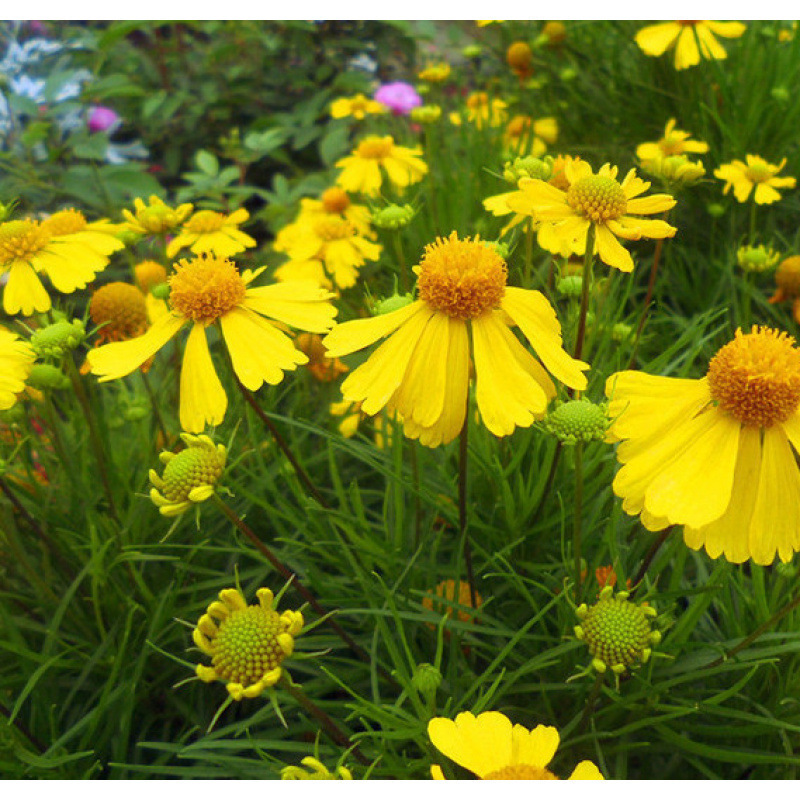 Semillas de flores, semillas de flores.