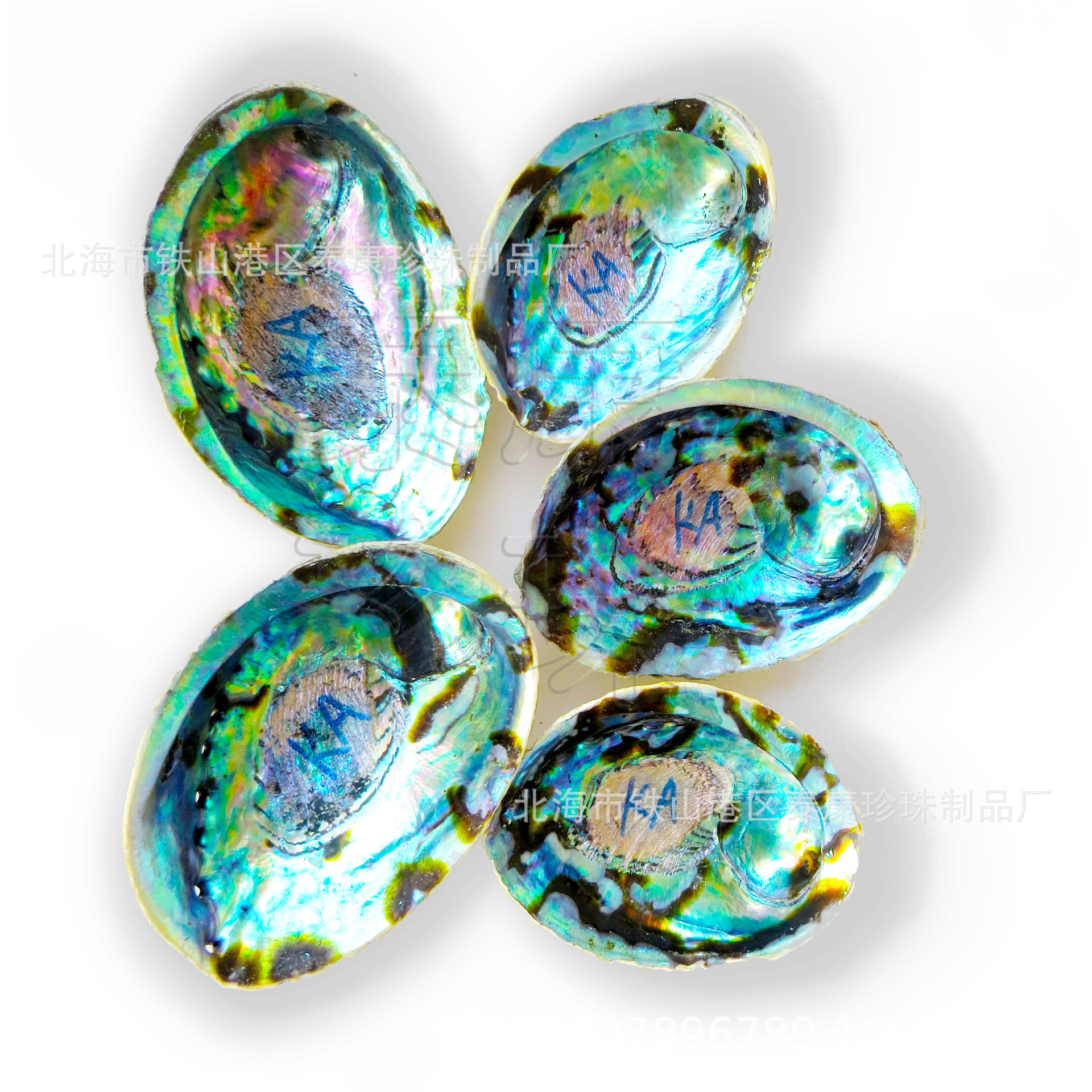 IMG_2450 新西兰KA鲍鱼壳5.jpg