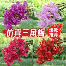 ��������÷�ѻ�֦�ٻ��Ҿӻ�c���T����쾰�bGֲ�@�־G�����l